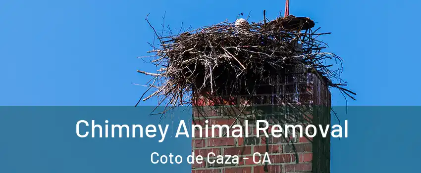  Chimney Animal Removal Coto de Caza - CA