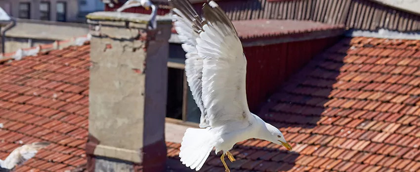 Residential Chimney Animal Removal Solution in Coto de Caza, CA